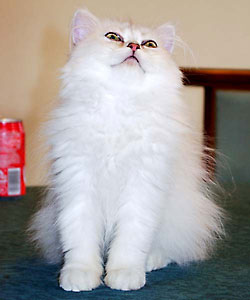 猫, チンチラ・シルバー, May the Cat