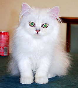 猫, チンチラ・シルバー, May the Cat