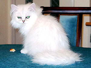 猫, チンチラ・シルバー, May the Cat