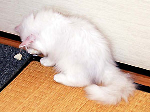 猫, チンチラ・シルバー, May the Cat