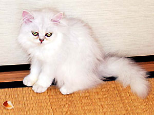 猫, チンチラ・シルバー, May the Cat