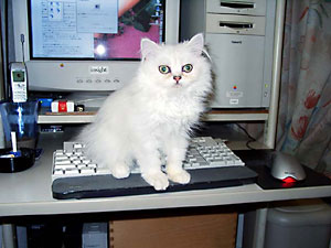 猫, チンチラ・シルバー, May the Cat