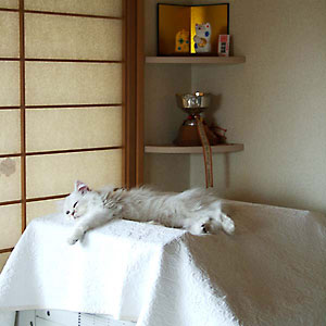 猫, チンチラ・シルバー, May the Cat