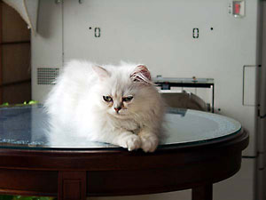 猫, チンチラ・シルバー, May the Cat