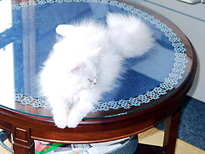 猫, チンチラ・シルバー, May the Cat