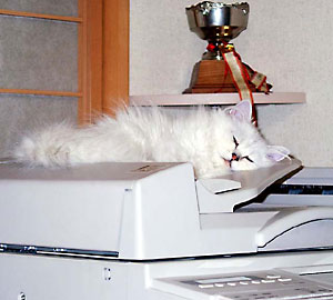 猫, チンチラ・シルバー, May the Cat