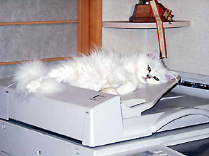 猫, チンチラ・シルバー, May the Cat