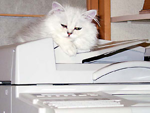 猫, チンチラ・シルバー, May the Cat