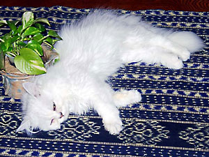 猫, チンチラ・シルバー, May the Cat