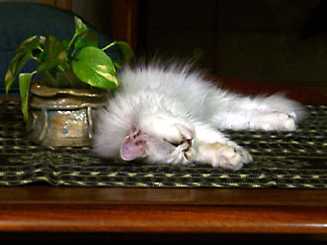 猫, チンチラ・シルバー, May the Cat