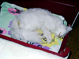 猫, チンチラ・シルバー, May the Cat