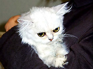 猫, チンチラ・シルバー, May the Cat