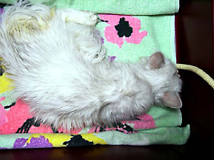 猫, チンチラ・シルバー, May the Cat