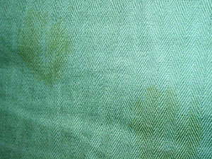 猫, チンチラ・シルバー, May the Cat