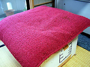 猫, チンチラ・シルバー, May the Cat