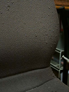 猫, チンチラ・シルバー, May the Cat