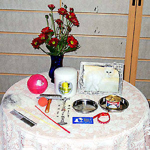 猫, チンチラ・シルバー, May the Cat