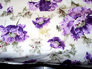 猫, チンチラ・シルバー, May the Cat