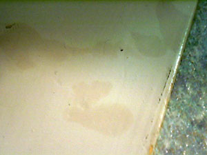 猫, チンチラ・シルバー, May the Cat