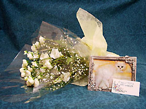 猫, チンチラ・シルバー, May the Cat