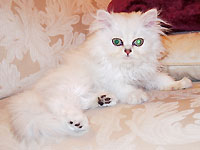 猫, チンチラ・シルバー, May the Cat