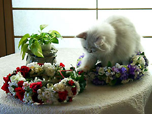 猫, チンチラ・シルバー, May the Cat