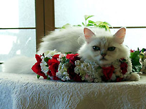 猫, チンチラ・シルバー, May the Cat