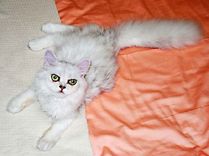 猫, チンチラ・シルバー, May the Cat