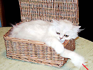 猫, チンチラ・シルバー, May the Cat