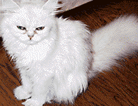 猫, チンチラ・シルバー, May the Cat