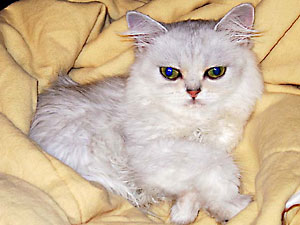 猫, チンチラ・シルバー, May the Cat