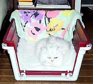 猫, チンチラ・シルバー, May the Cat