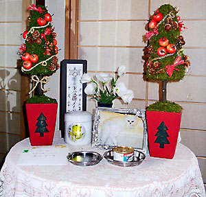 猫, チンチラ・シルバー, May the Cat