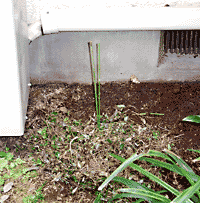 猫, チンチラ・シルバー, May the Cat